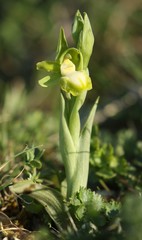 Ophrys sphegodes passionis