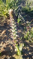Lachenalia elegans