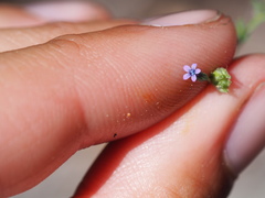 Allophyllum gilioides violaceum