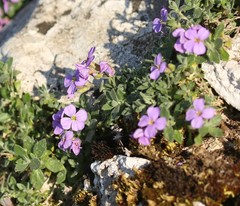 Aubrieta columnae italica