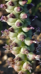 Lachenalia elegans