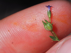 Allophyllum gilioides violaceum