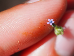 Allophyllum gilioides violaceum