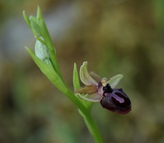 Ophrys sphegodes passionis