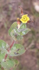 Adenosepalum