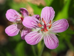 Geranium californicum