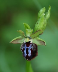 Ophrys sphegodes