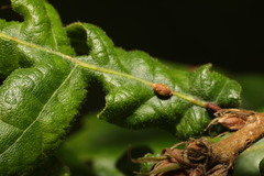 Pseudoneuroterus saliens