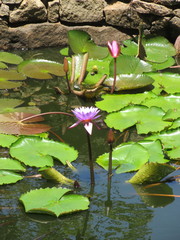 Nymphaea