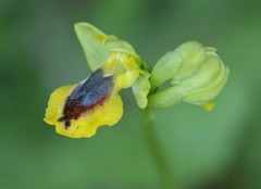 Ophrys sicula
