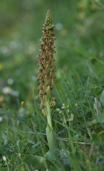 Orchis anthropophora