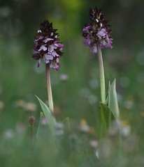 Orchis purpurea