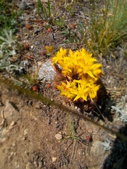 Sedum lanceolatum lanceolatum