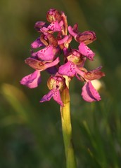 Anacamptis morio