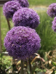 Allium hollandicum