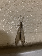 Paraglenurus japonicus