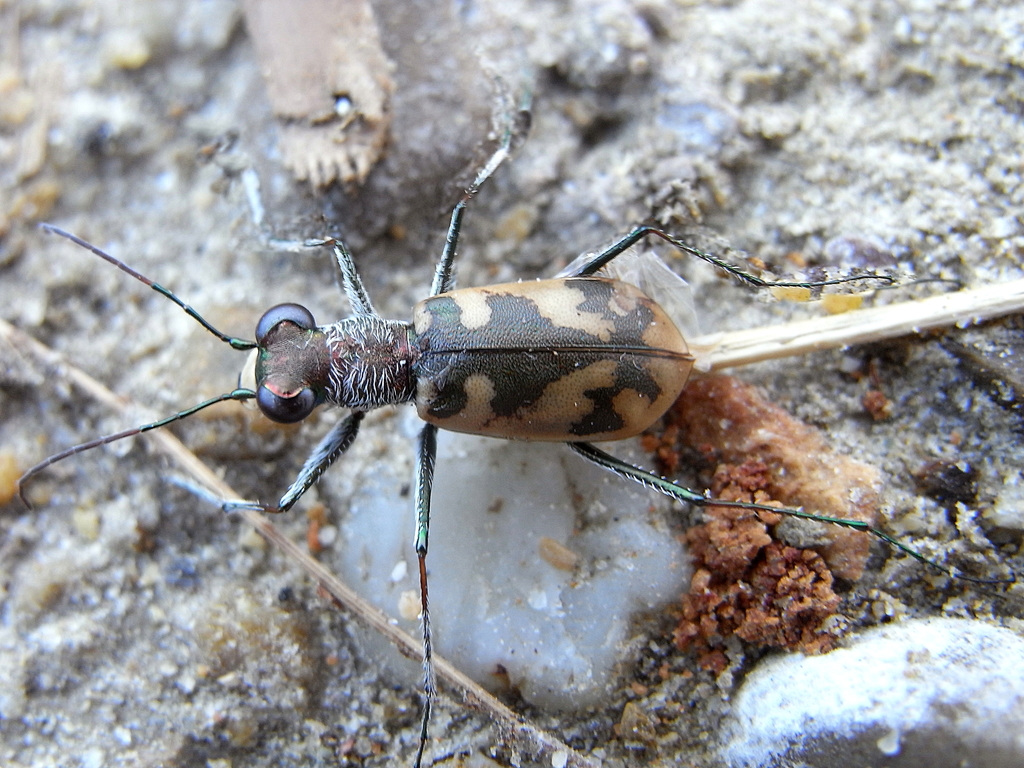 Cephalota circumdata
