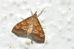 Pyrausta andrei
