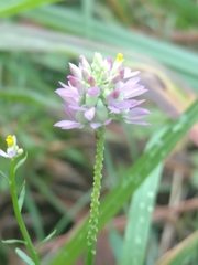 Polygala mariana