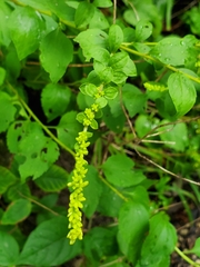 Solidago sphacelata