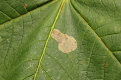 Heterarthrus cuneifrons