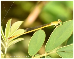 Ceriagrion chromothorax