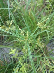 Cyperus iria