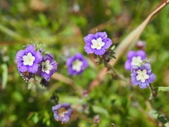 Phacelia orogenes