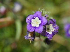 Phacelia orogenes