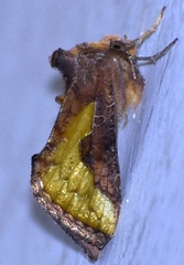 Thysanoplusia orichalcea