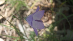 Campanula intercedens