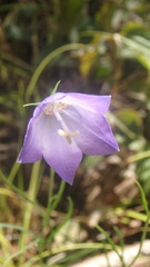Campanula intercedens