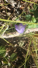 Campanula intercedens