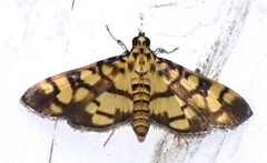 Pardomima distortana
