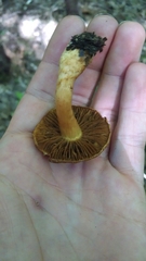 Aureonarius limonius