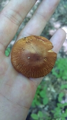 Aureonarius limonius