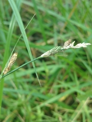 Carex longii