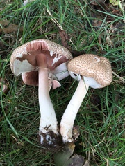 Agaricus sylvaticus
