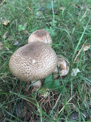 Agaricus sylvaticus