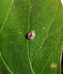 Coccinellidae