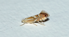 Phyllonorycter olivaeformis