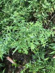 Lithospermum officinale