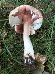 Agaricus sylvaticus