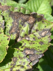 Cercospora hydrangeae