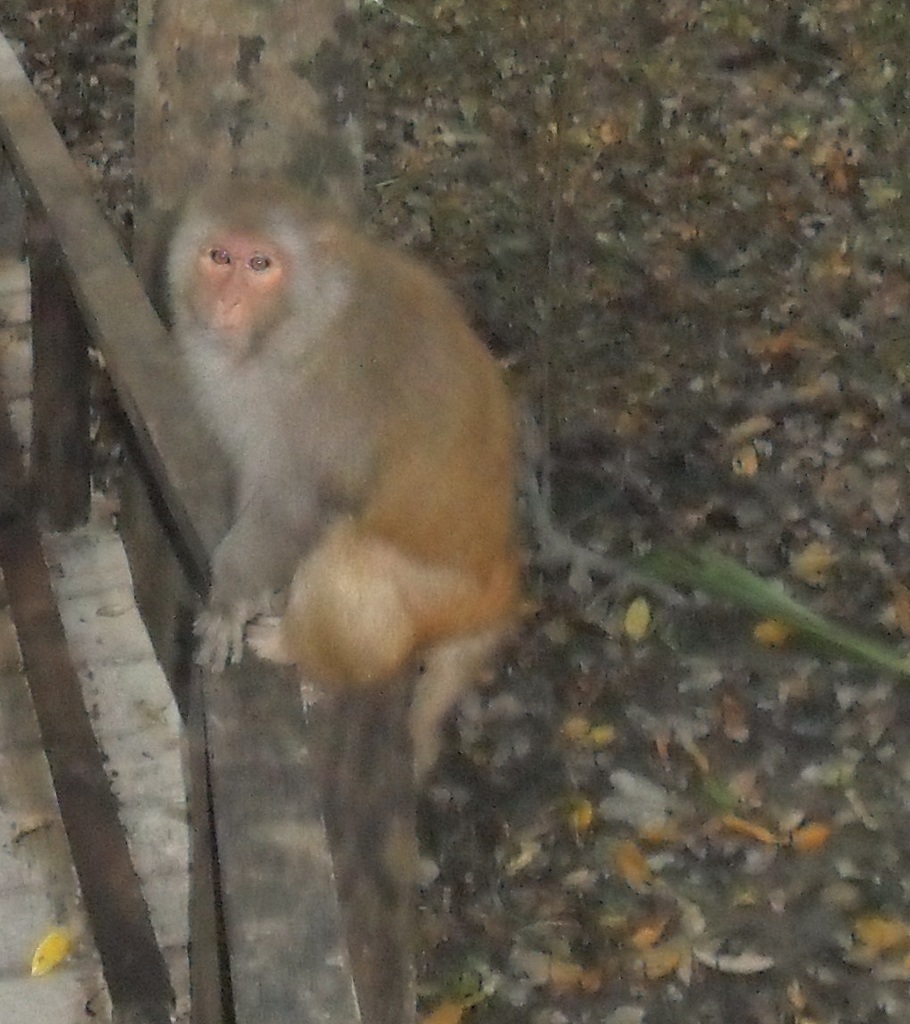 Macaco rhesus (Macaca mulatta)