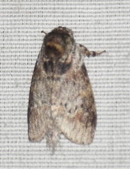 Notodontella ferrifusa