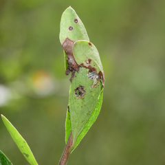 Zomaria interruptolineana