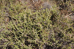 Thymbra capitata