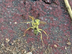 Polistes mongolicus