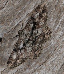 Peribatodes umbraria